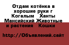 Отдам котёнка в хорошие руки г.Когалым - Ханты-Мансийский Животные и растения » Кошки   
